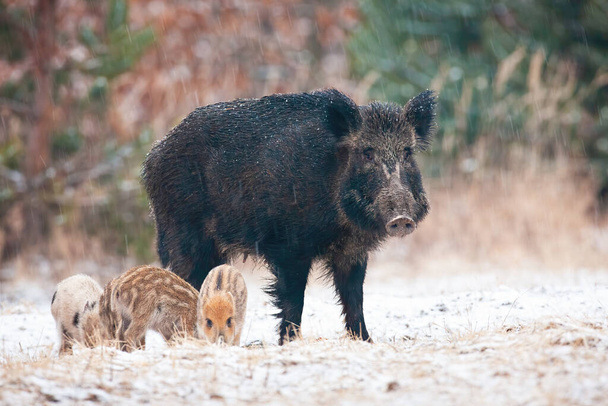 Kışın karlı çayırlarda duran yaban domuzu ailesi.. - Fotoğraf, Görsel