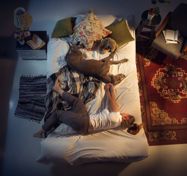Portrait of a woman, female breeder sleeping in the bed with her dog at home - Foto, Bild