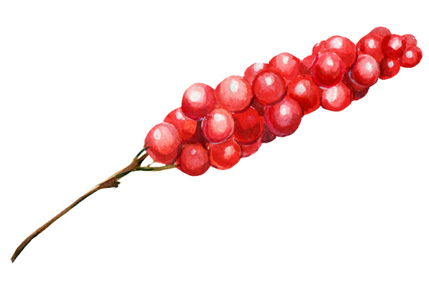 Christmas branch with berries on white isolated background, Watercolor illustration. - Photo, Image
