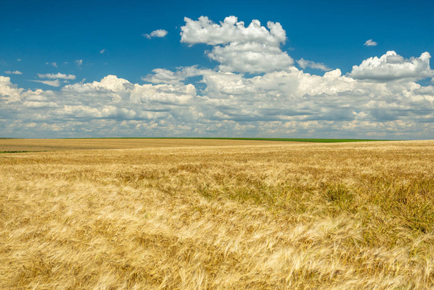 tranquil summer scene with wheat crop and blue sky with fluffy white clouds - Φωτογραφία, εικόνα