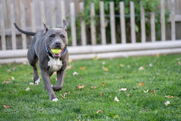 pitbull cachorro está jugando a buscar con una pelota de tenis - Foto, imagen