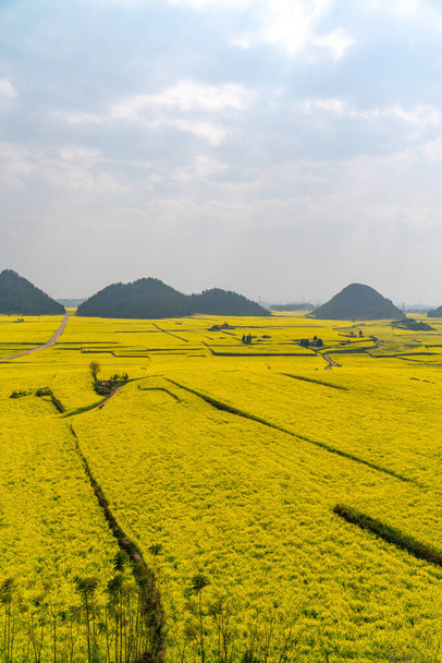 The amazing yellow canola field in Yunnan province in China - Photo, Image