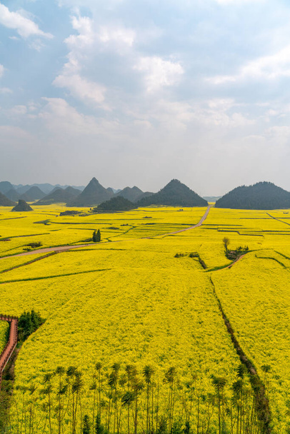 Hämmästyttävä keltainen canola kenttä Yunnanin maakunnassa Kiinassa - Valokuva, kuva