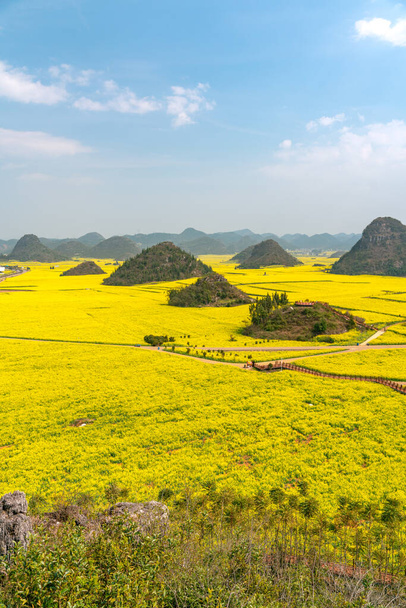 Çin 'in Yunnan eyaletindeki inanılmaz sarı kanola tarlası. - Fotoğraf, Görsel