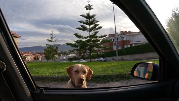 Labradorinnoutaja koira kiipeää ulos auton ikkunasta etsimään ruokaa - Materiaali, video