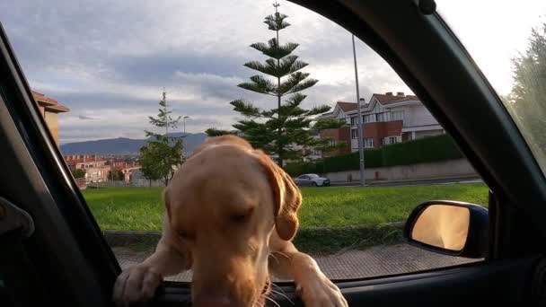 Labradorinnoutaja koira kiipeää ulos auton ikkunasta etsimään ruokaa - Materiaali, video