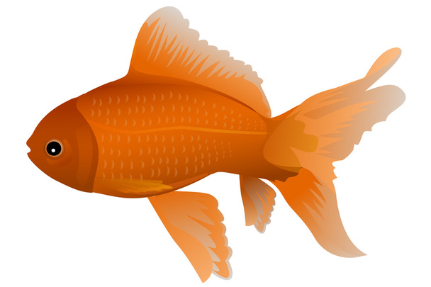 Isolated gold fish - Photo, Image