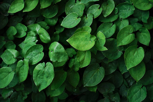 Bahçedeki yeşil doğal yapraklar şablon, arkaplan, duvar kağıdı - Fotoğraf, Görsel