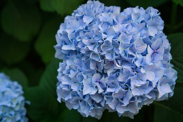 Hydrangée, mise au point douce, bruit ajouté. De belles fleurs bleues. Hydrangea macrophylla. - Photo, image