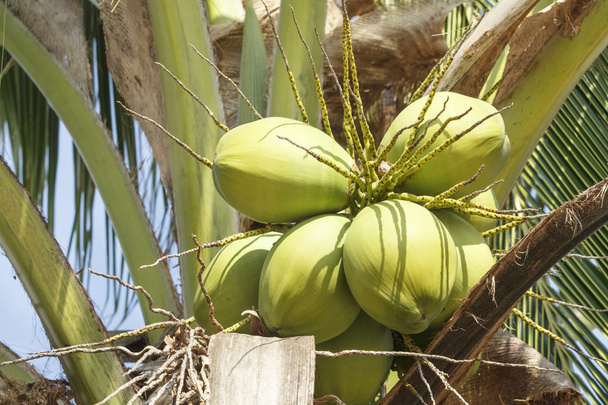 Vihreä kookos puussa
 - Valokuva, kuva