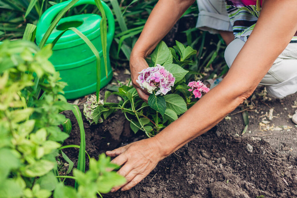 Žena zahradník transplantaci růžové hortenzie květiny z hrnce do mokré půdy po zalévání s zalévání plechovky. Podzimní zahradní práce. - Fotografie, Obrázek