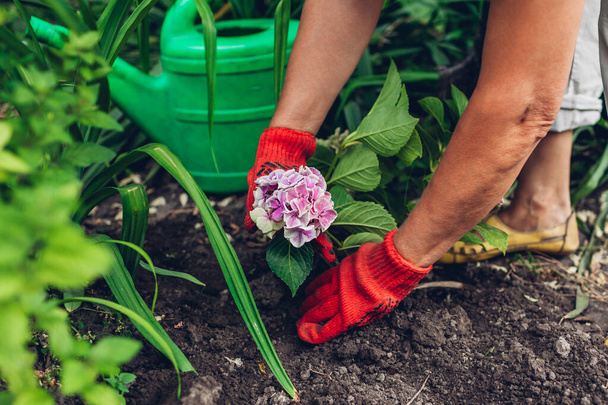 Kobieta ogrodnik transplantacji różowy hortensja kwiaty z puli do mokrej gleby po podlewania puszki. Jesienne prace ogrodowe. - Zdjęcie, obraz