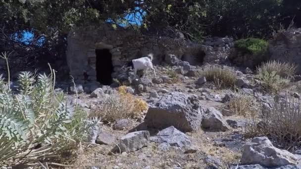 Yunanistan 'ın Kos adasında tarihi bir yer olan Paleo Pili' de bir dağ keçisi.. - Video, Çekim