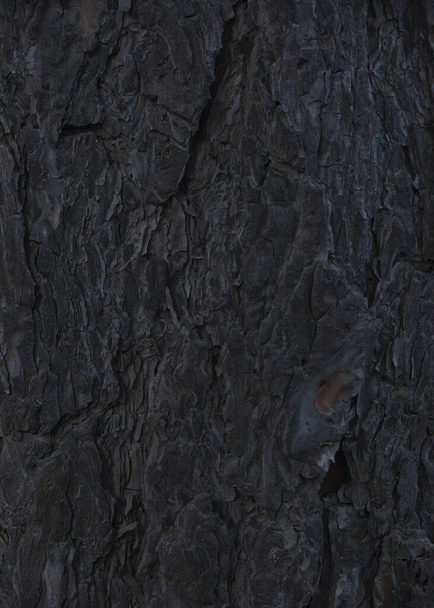 dark conifer bark texture - Фото, изображение