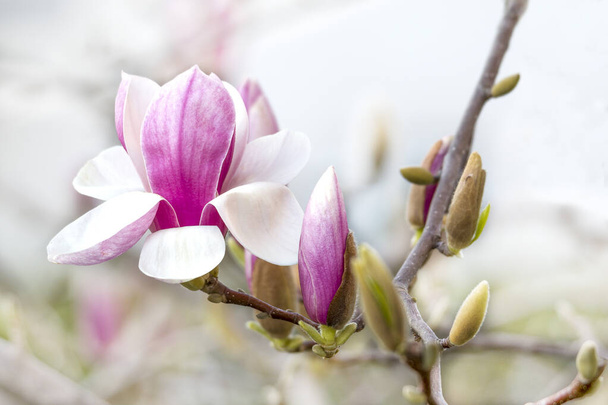 Крупним планом квіти магнолії рожевого квітучого дерева з розмитим фоном
 - Фото, зображення