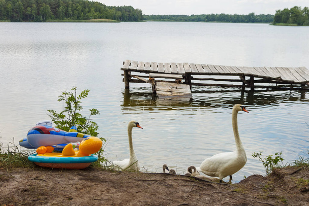 A família de cisnes brancos perto da costa do lago - Foto, Imagem