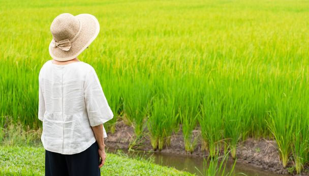 senior asian woman wearing causual outfit standing in the golden rice paddy field - Photo, Image