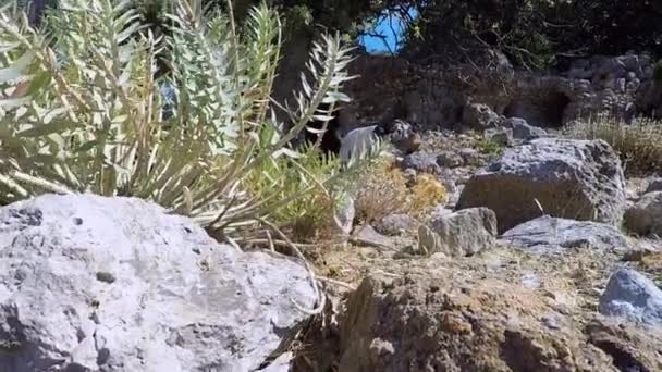 Eine Bergziege läuft über die Überreste von Paleo Pili, einem historischen Ort auf der Insel Kos in Griechenland. - Filmmaterial, Video