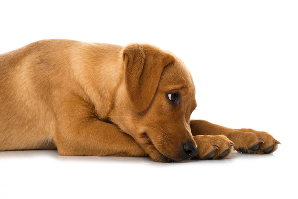 Лабрадор щенок лежит изолированный на белом фоне - Фото, изображение