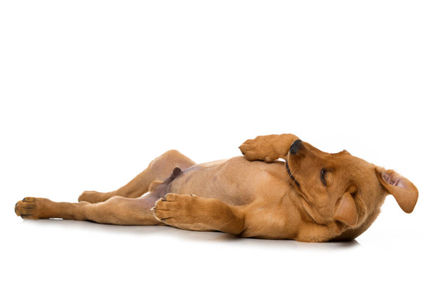 Labrador puppy lying isolated on white background - Valokuva, kuva