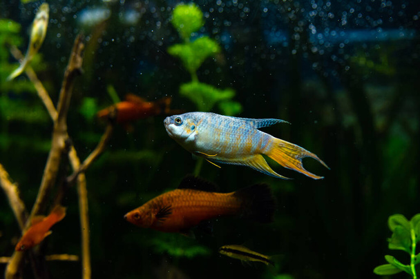 colorful gourami fish in aquarium water - Φωτογραφία, εικόνα