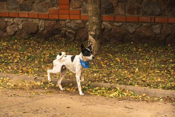Basenji pes pohřbí písek, tančí, uklízí po sobě, podzimní listí - Fotografie, Obrázek