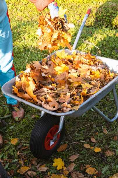 Folhas de outono em um carrinho de mão e jardineiro feminino em luva de jardim segura as folhas na mão, queimando folhas de carvalho de bordo de outono, trabalho de campo - Foto, Imagem