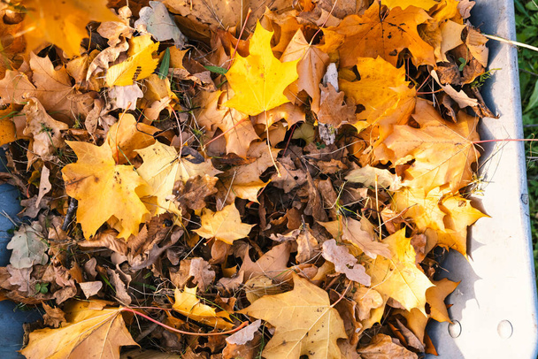 Herfst bladeren in een kruiwagen en een man in rubberen laarzen uitzicht van boven, brandende herfst esdoorn eiken bladeren, landwerk - Foto, afbeelding