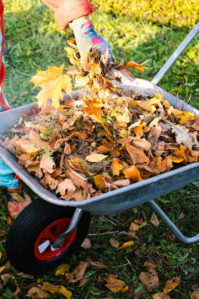 Hojas de otoño en una carretilla y mano de jardinero femenino en guante de jardín sostiene las hojas en la mano, hojas de roble de arce de otoño ardiente, trabajo de campo - Foto, Imagen