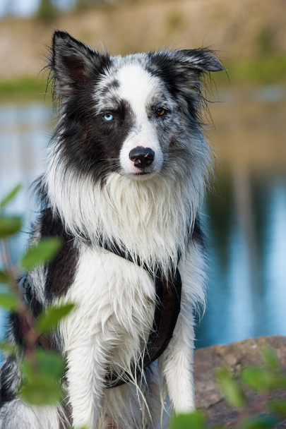 Hraniční kolie pes u jezera - Fotografie, Obrázek