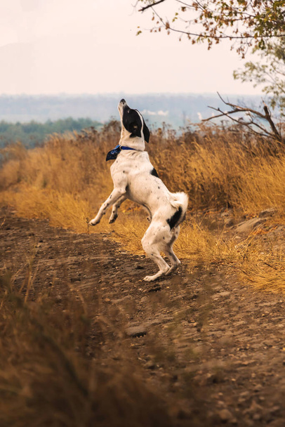 Jumping dog, photo in motion, animal anatomy, autumn landscape and atmosphere, training - Fotografie, Obrázek