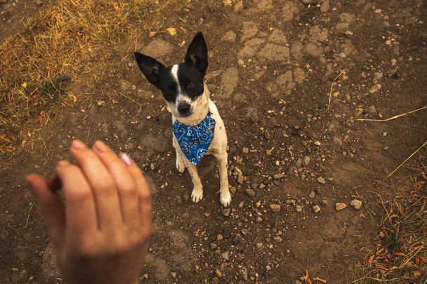 A kutya ránéz a tulajdonos kezét, és vár egy élvezet, first-person fotó, őszi mező - Fotó, kép