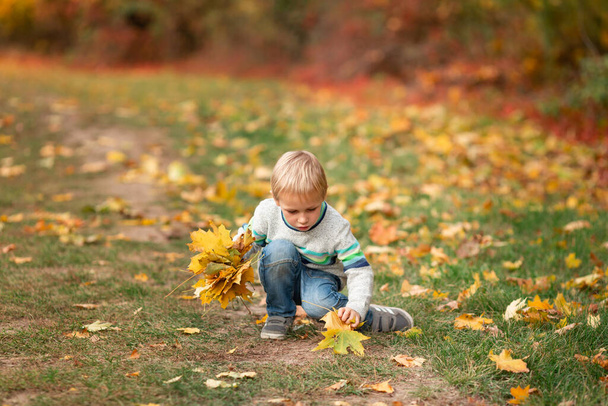 Happy little boy gathering autumn leaves in the park in autumn - Photo, Image