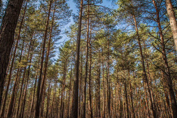 Pine forest on a sunny day - Foto, imagen
