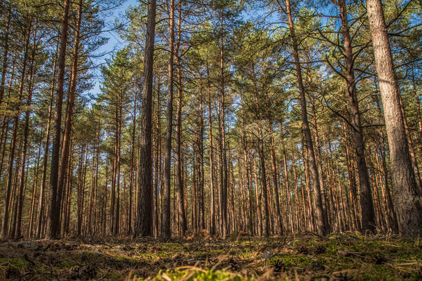 Pine forest on a sunny day - Fotó, kép