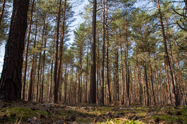 Pine forest on a sunny day - Zdjęcie, obraz