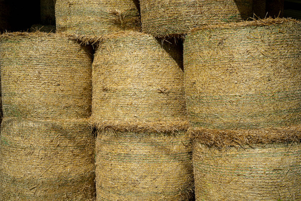 The hay storage shed full of bales on farm, Rural land cowshed farm. Autumn season - Photo, Image