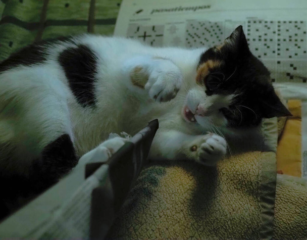 bodová kočka hrající si s tužkou - Fotografie, Obrázek