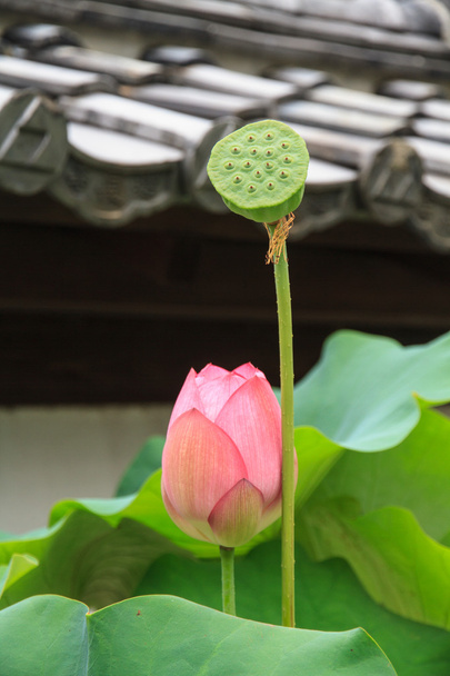 Lotus és a lotus vetőmag - Fotó, kép