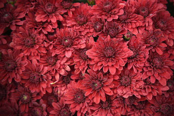 A krizantém vörös virágai - Fotó, kép