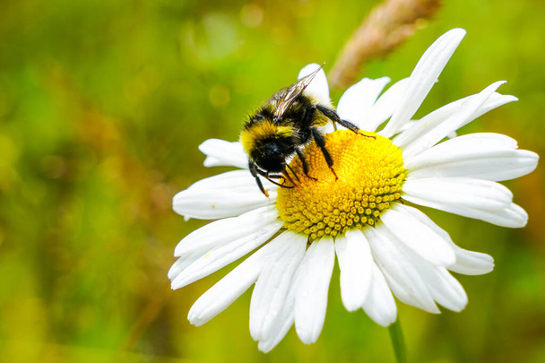μεγάλη μέλισσα ρουφάει λουλούδι νέκταρ από μαργαρίτες - Φωτογραφία, εικόνα