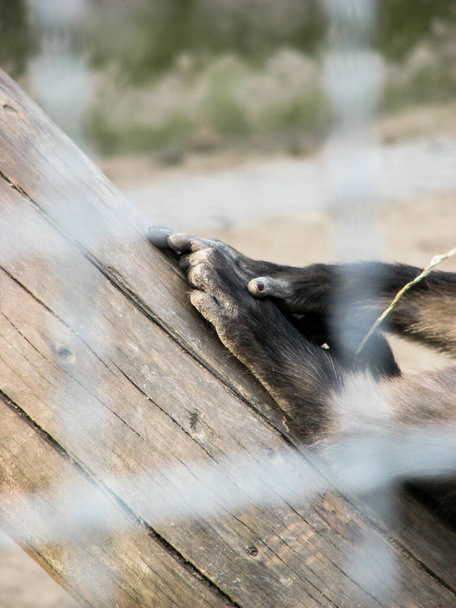 Keine Freiheit - Gefangenschaft - Schimpanse im Zoo - Foto, Bild