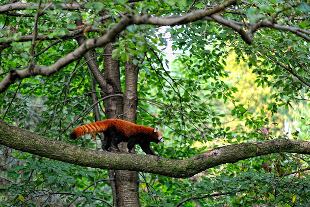 Un panda rouge sur un arbre - Photo, image
