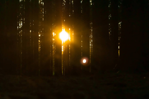 The Sunlight is shining trough the forest trees - 写真・画像