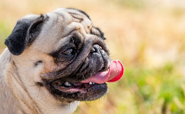 Portrét krásné pug štěně pes půl obličeje s tonghe vyčníval na přírodním pozadí - Fotografie, Obrázek