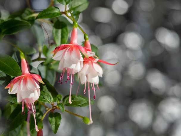 Beautiful bunch of a blooming pink and white fuchsia flowers over natural gray backdrop. Flower background with copy space. Soft focus - Photo, Image