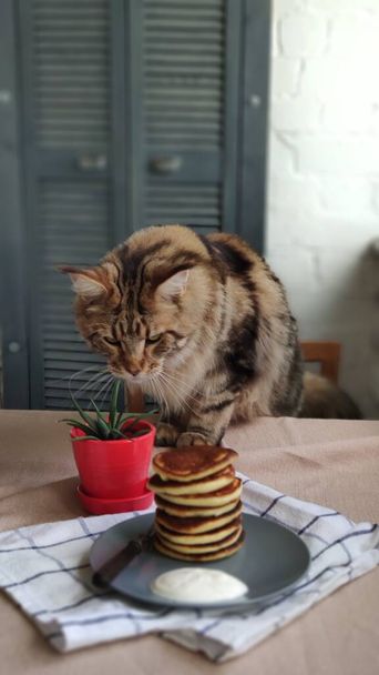 Maine Coon cat sitting next to plate with high stack of homemade pancakes on wooden table, selective focus - Photo, Image