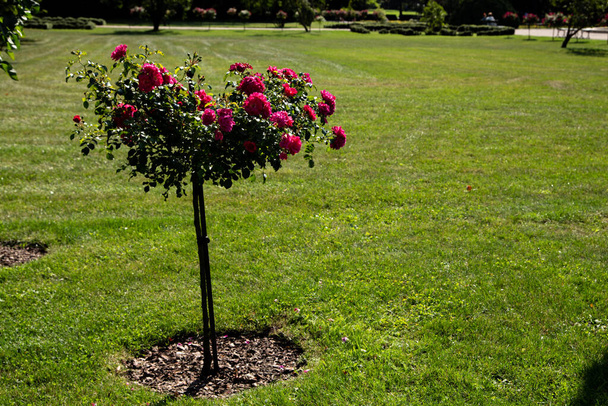 spray vaaleanpunainen ruusuja kukkii nurmikolla puistossa - Valokuva, kuva