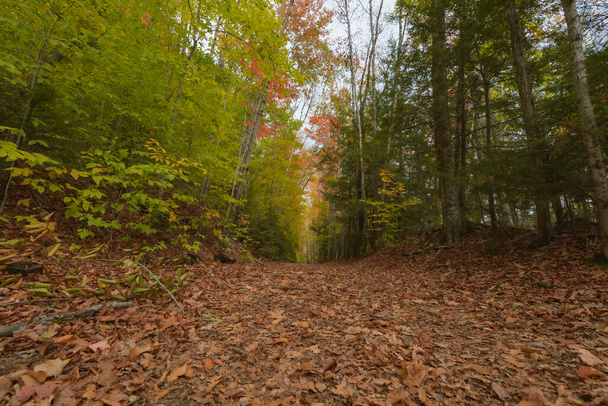 Franconia Falls sentiero nel New Hampshire in autunno con foglie a terra - Foto, immagini