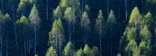 hermosos principios de otoño naturaleza fondo neblina árboles en las montañas - Foto, Imagen